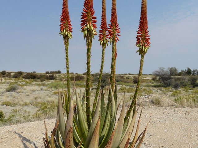 Aloe gariepensis dh (4)